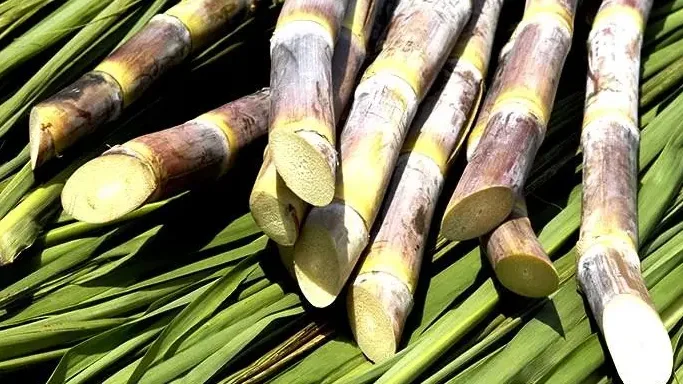 Produções de cana de açúcar e banana aumentaram em 2022 em relação ao ano anterior.