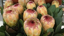 Imagem de Floricultores impedidos de exportar perdem milhares de euros (Vídeo)