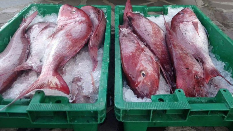 Imagem de GNR apreendeu 74 quilos de pargo