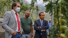 Imagem de Governo Regional vai promover censos para a agricultura (Áudio)