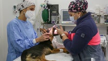 Imagem de Madeira vai ter  cidade animal (áudio)