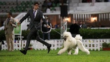 Imagem de Criador de cães madeirense distinguido