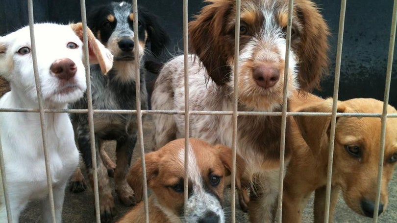 Imagem de BE teme que os municípios não se preparem para o fim do abate de animais nos canis