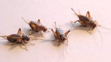 Imagem de Investigadores defendem abandono do uso de pesticidas (Vídeo)
