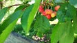 Produção de cereja melhorou (vídeo)