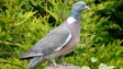 Madeira quer alargar a permissão para abater o pombo-torcaz (áudio)