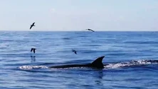 Imagem de Baleias sardinheiras avistadas com frequência (Vídeo)