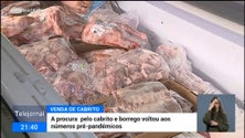 Imagem de Preço do cabrito subiu cerca de 10 %, devido ao aumento dos custos de transporte (vídeo)