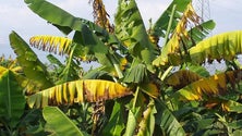 Imagem de Produtores queixam-se da presença de fungo nas bananeiras