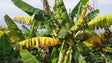 Imagem de Produtores queixam-se da presença de fungo nas bananeiras