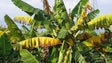 Produtores queixam-se da presença de fungo nas bananeiras