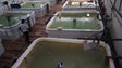 Imagem de Especialista diz que pescado de aquacultura é mais saudável