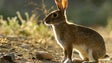 Doença ataca coelho bravo (vídeo)