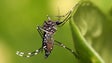Não foi encontrado o mosquito da Zika na Madeira mas sim o Aedes Aegipti