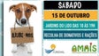 Imagem de Campanha de Adoção de Animais este sábado no Funchal