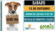 Campanha de Adoção de Animais este sábado no Funchal