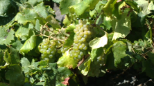 Imagem de Açores valorizam a viticultura (Vídeo)