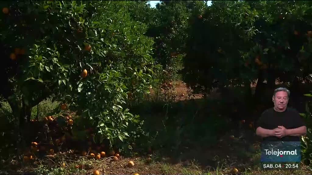 Imagem de Calor na Agricultura. Pomares de citrinos com fruta queimada
