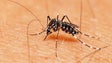 Imagem de Madeira leva a Cabo Verde programa de combate ao mosquito