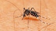 Madeira leva a Cabo Verde programa de combate ao mosquito
