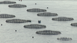 Imagem de Câmara da Ribeira Brava não quer mais jaulas (vídeo)