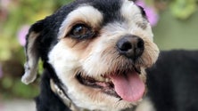 Imagem de «Transformação» de um cão resgatado na Madeira (vídeo)