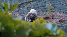 Imagem de Açores quer mais cooperação com a Madeira e Cabo Verde (vídeo)