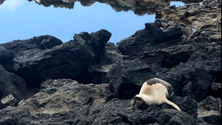 Foca morre nas Lajes do Pico (Vídeo)