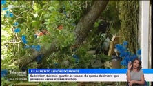 Continua a haver dúvidas quanto às causas da queda da árvore no Monte (vídeo)