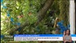 Imagem de Continua a haver dúvidas quanto às causas da queda da árvore no Monte (vídeo)
