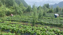 Imagem de Agricultura biológica cresceu 58% na Madeira (vídeo)