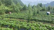 Imagem de Agricultura biológica cresceu 58% na Madeira (vídeo)