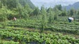 Agricultura biológica cresceu 58% na Madeira (vídeo)