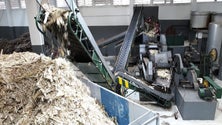 Imagem de Engenhos vão moer 4 mil toneladas de cana-de-açúcar