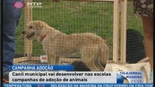 Imagem de Canil Vasco Gil vai desenvolver campanhas nas escolas (Vídeo)