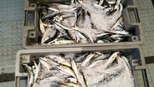 Imagem de Apreendidos 70 quilos de pescado no Funchal