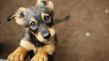 Imagem de Provedor do animal quer uniformização e aplicação da lei recente de proteção aos animais (áudio)