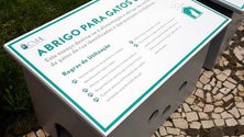 Imagem de Horta conta agora com abrigos para os gatos de rua (Vídeo)