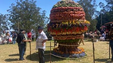 Imagem de Agricultores vão receber apoio superior a 3 milhões de euros (vídeo)