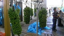 Imagem de Agricultores criticam a Empresa de Gestão do Sector da Banama (Gesba)
