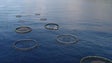Imagem de Albuquerque nega autorização para aumentar número de jaulas para aquacultura (Vídeo)
