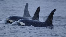 Imagem de Orcas à vista no canal Pico-Faial