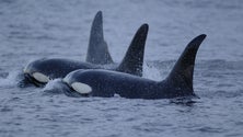 Orcas à vista no canal Pico-Faial