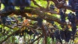 Imagem de Produção de uvas aumenta 8,5% na Madeira