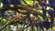 Produção de uvas aumenta 8,5% na Madeira