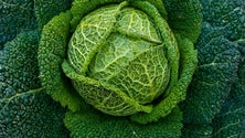 Imagem de Comissão de Agricultura analisa consequências da pandemia (Som)