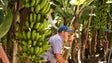 Madeira cria circuito turístico para mostrar produção de banana
