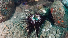 Imagem de Doença que está a afetar os ouriços do mar de espinhos compridos (vídeo)