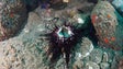 Imagem de Doença que está a afetar os ouriços do mar de espinhos compridos (vídeo)