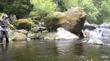 Imagem de Pesca da truta nas ribeiras da Madeira (áudio)
